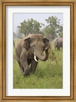 Elephant Greeting, Corbett National Park, Uttaranchal, India Fine Art Print
