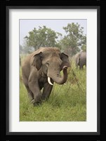 Elephant Greeting, Corbett National Park, Uttaranchal, India Fine Art Print