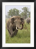 Elephant Greeting, Corbett National Park, Uttaranchal, India Fine Art Print