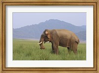 Elephant in the grass, Corbett NP, Uttaranchal, India Fine Art Print