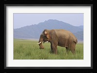 Elephant in the grass, Corbett NP, Uttaranchal, India Fine Art Print