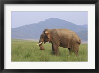 Elephant in the grass, Corbett NP, Uttaranchal, India Fine Art Print