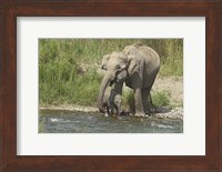 Elephant on riverbank, Corbett NP, Uttaranchal, India Fine Art Print