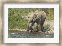 Elephant on riverbank, Corbett NP, Uttaranchal, India Fine Art Print