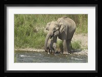 Elephant on riverbank, Corbett NP, Uttaranchal, India Fine Art Print