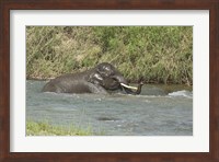 Elephant taking bath, Corbett NP, Uttaranchal, India Fine Art Print