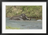 Elephant taking bath, Corbett NP, Uttaranchal, India Fine Art Print