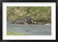 Elephant taking bath, Corbett NP, Uttaranchal, India Fine Art Print