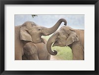 Elephants Play Fighting, Corbett National Park, Uttaranchal, India Fine Art Print