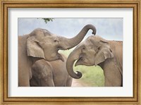Elephants Play Fighting, Corbett National Park, Uttaranchal, India Fine Art Print