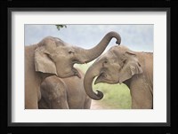 Elephants Play Fighting, Corbett National Park, Uttaranchal, India Fine Art Print
