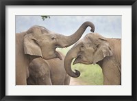 Elephants Play Fighting, Corbett National Park, Uttaranchal, India Fine Art Print