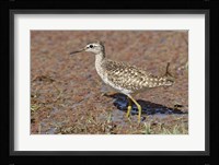 Green Sandpiper, Ranthambhor National Park, India. Fine Art Print