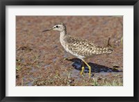 Green Sandpiper, Ranthambhor National Park, India. Fine Art Print