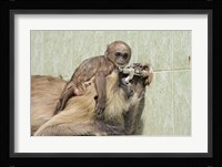 Hanuman Langoor and young, Ranthambhor National Park, India Fine Art Print
