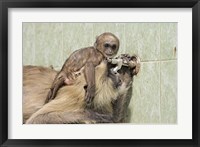 Hanuman Langoor and young, Ranthambhor National Park, India Fine Art Print