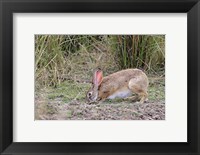 Indian Hare wildlife, Ranthambhor NP, India Fine Art Print