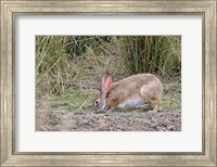 Indian Hare wildlife, Ranthambhor NP, India Fine Art Print