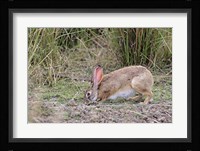Indian Hare wildlife, Ranthambhor NP, India Fine Art Print