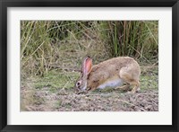 Indian Hare wildlife, Ranthambhor NP, India Fine Art Print