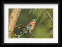 Indian roller bird, Corbett NP, Uttaranchal, India Fine Art Print