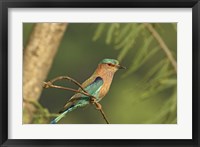 Indian roller bird, Corbett NP, Uttaranchal, India Fine Art Print