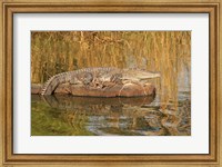 Marsh Crocodile, Ranthambhor National Park, India Fine Art Print