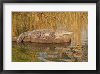 Marsh Crocodile, Ranthambhor National Park, India Fine Art Print