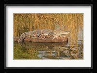 Marsh Crocodile, Ranthambhor National Park, India Fine Art Print