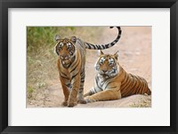 Pair of Royal Bengal Tigers, Ranthambhor National Park, India Fine Art Print