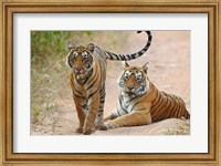 Pair of Royal Bengal Tigers, Ranthambhor National Park, India Fine Art Print