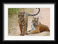 Pair of Royal Bengal Tigers, Ranthambhor National Park, India Fine Art Print