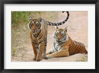 Pair of Royal Bengal Tigers, Ranthambhor National Park, India Fine Art Print