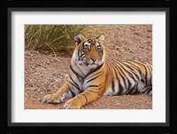 Portrait of Royal Bengal Tiger, Ranthambhor National Park, India Fine Art Print