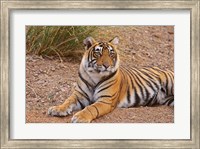 Portrait of Royal Bengal Tiger, Ranthambhor National Park, India Fine Art Print