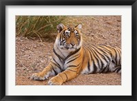 Portrait of Royal Bengal Tiger, Ranthambhor National Park, India Fine Art Print