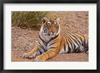 Portrait of Royal Bengal Tiger, Ranthambhor National Park, India Fine Art Print