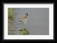 Redwattled Lapwing bird, Corbett NP, India. Fine Art Print