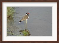 Redwattled Lapwing bird, Corbett NP, India. Fine Art Print