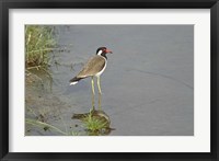 Redwattled Lapwing bird, Corbett NP, India. Fine Art Print