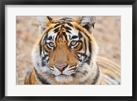Royal Bengal Tiger Head, Ranthambhor National Park, India Fine Art Print