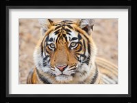 Royal Bengal Tiger Head, Ranthambhor National Park, India Fine Art Print