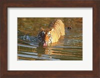 Royal Bengal Tiger in the water, Ranthambhor National Park, India Fine Art Print