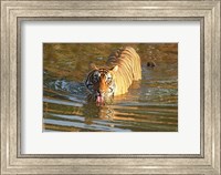 Royal Bengal Tiger in the water, Ranthambhor National Park, India Fine Art Print