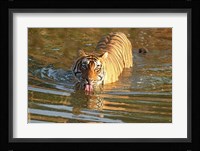 Royal Bengal Tiger in the water, Ranthambhor National Park, India Fine Art Print