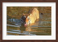 Royal Bengal Tiger in the water, Ranthambhor National Park, India Fine Art Print