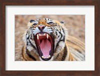 Royal Bengal Tiger mouth, Ranthambhor National Park, India Fine Art Print
