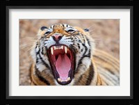Royal Bengal Tiger mouth, Ranthambhor National Park, India Fine Art Print