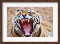 Royal Bengal Tiger mouth, Ranthambhor National Park, India Fine Art Print