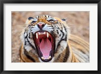 Royal Bengal Tiger mouth, Ranthambhor National Park, India Fine Art Print